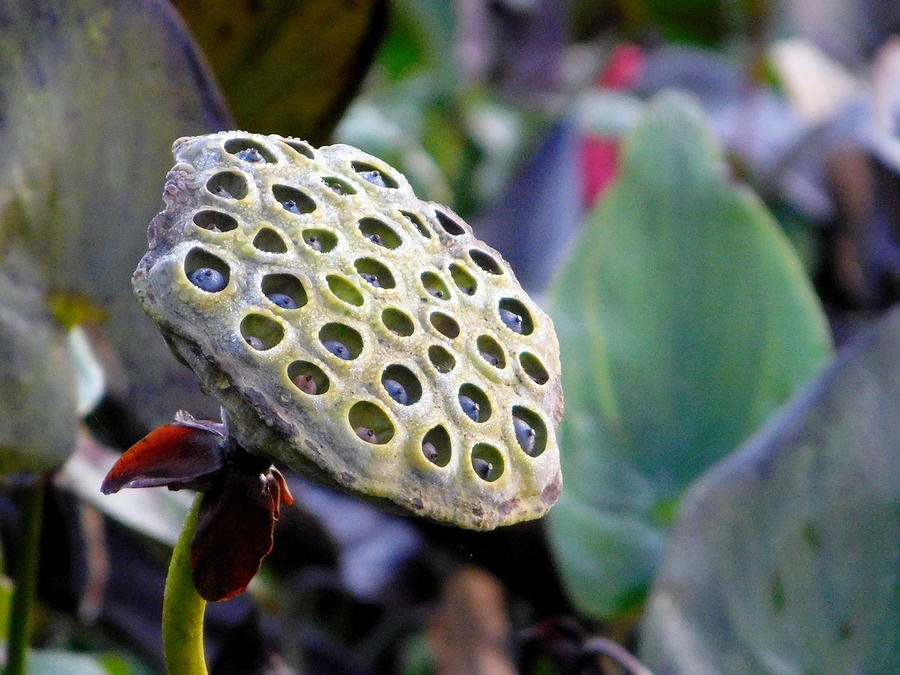 Water Lily Seed Pod Bainbridge Ohio Photograph By Jen Beck   Water Lily Seed Pod Jen Beck 