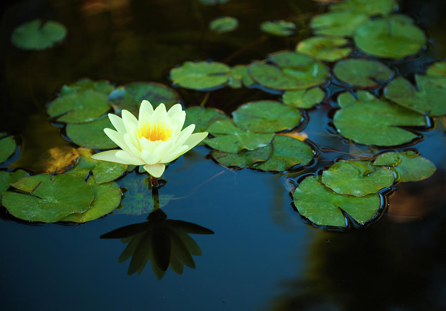 Water Lily Photograph by Spooh