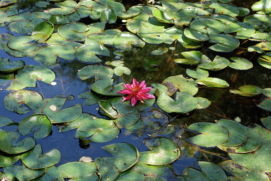 Water Lily Photograph by Sstop