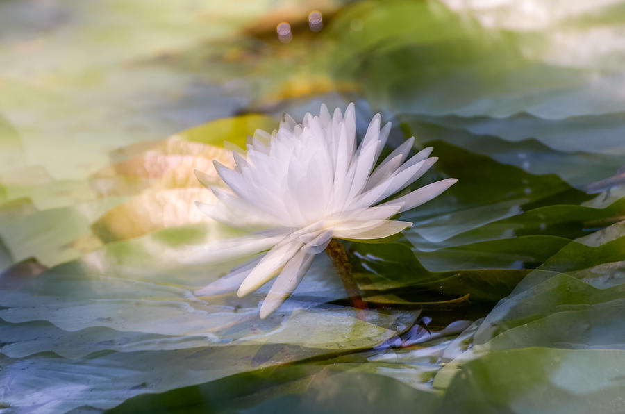 Water Lily Photograph by Stan A. Malek