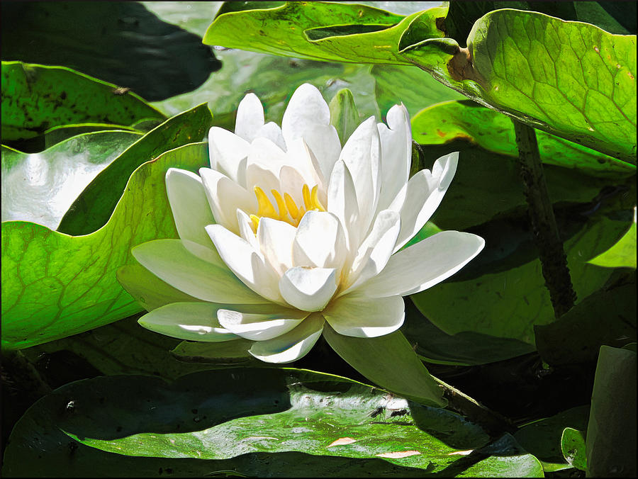 Water Lily Photograph by Susan Hope Finley