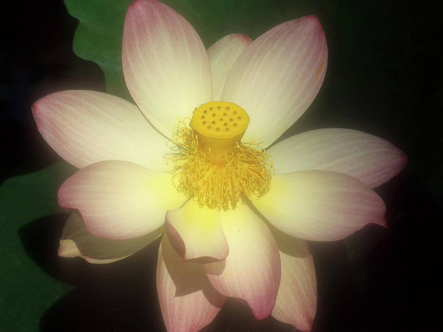 Nature Photograph - Water Lily by Susan Vizvary Photography