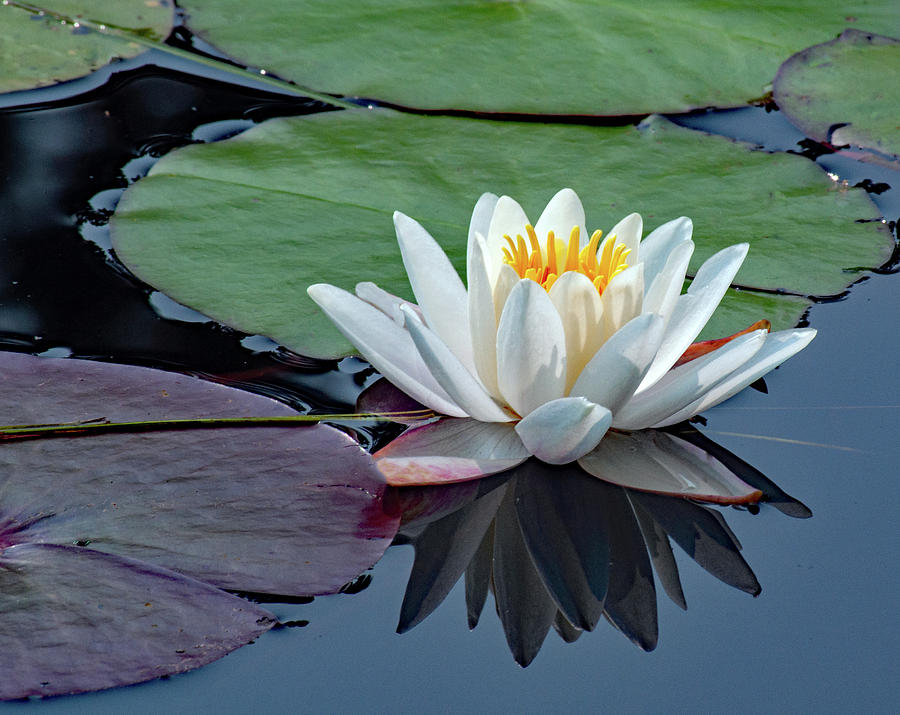 Water lily, the jewel of the water garden Photograph by John Duquette ...