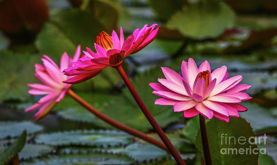 Water Lily Trio Photograph by Tom Claud