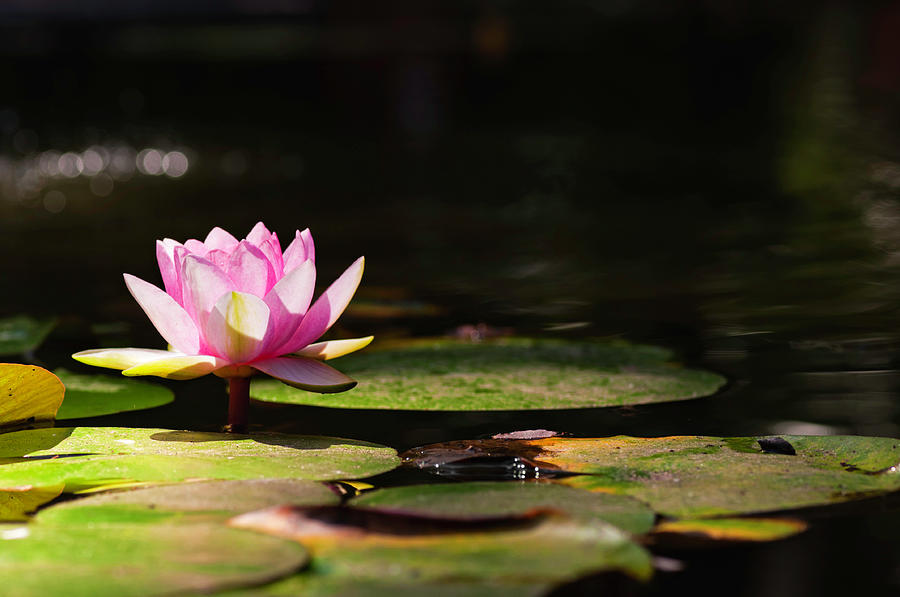 Water Lily Photograph by Volschenkh