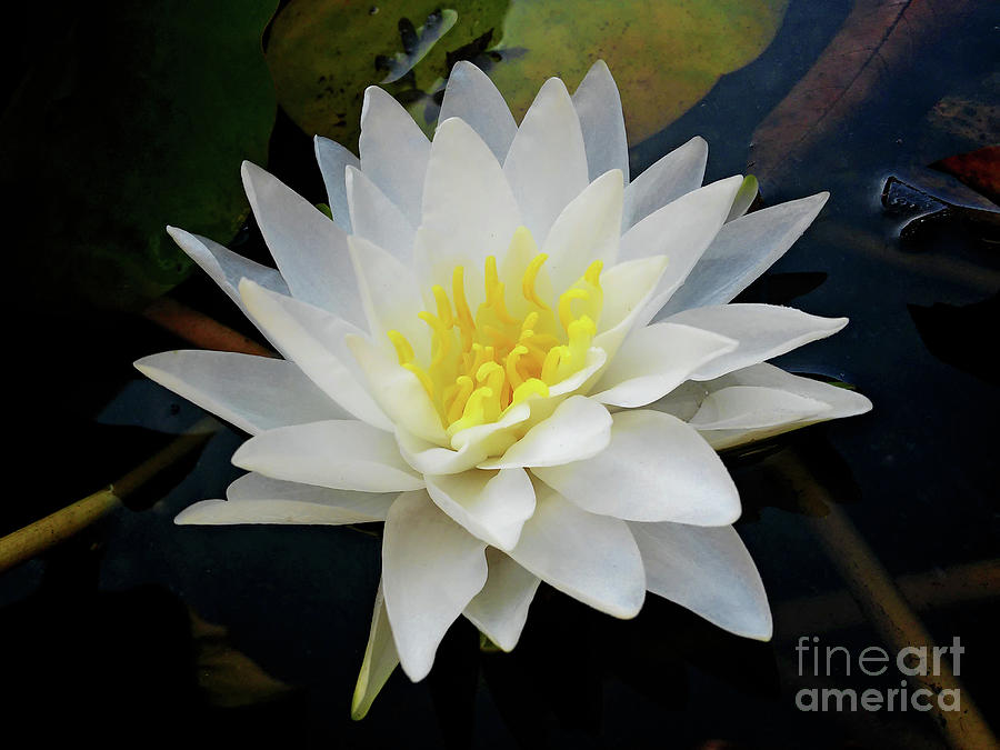 Water Lily White Photograph by Jasna Dragun
