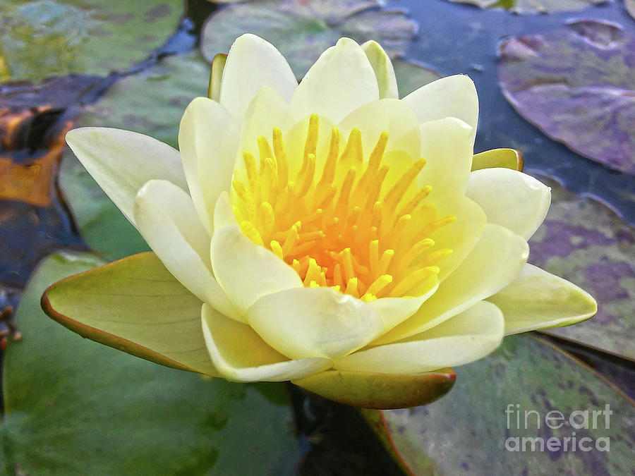 Water Lily Yellow Photograph by Jasna Dragun