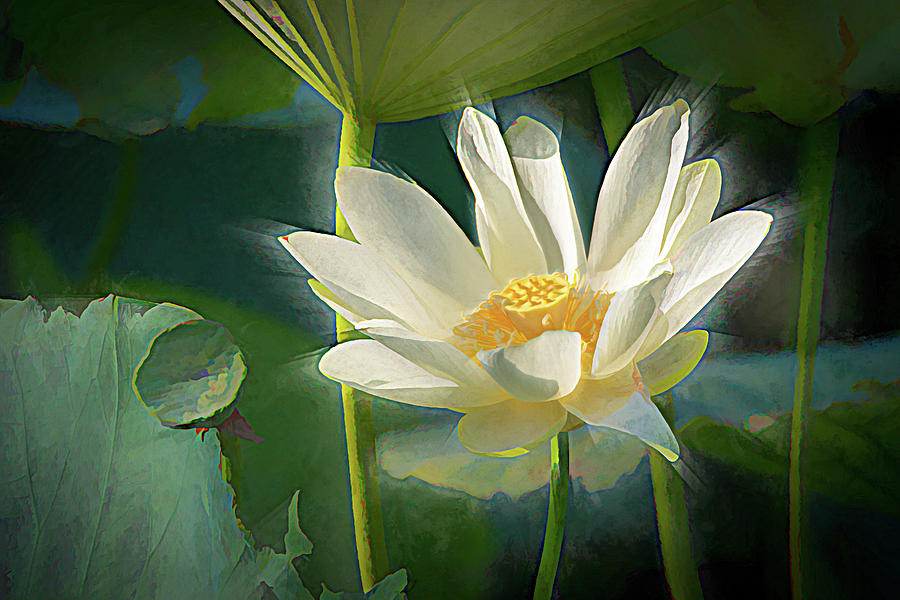 Water Lotus Painterly Photograph