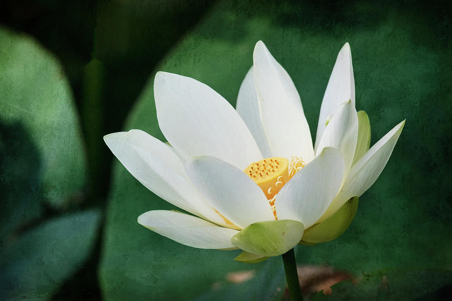 Water Lotus With Textured Background Photograph
