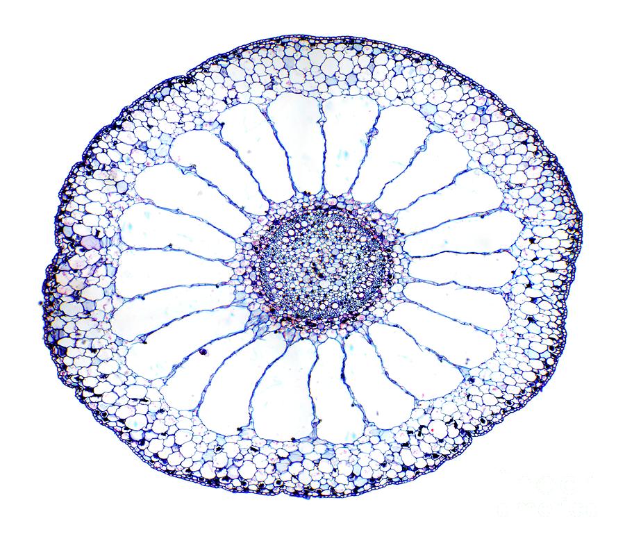 Water Milfoil Stem Photograph by Dr Keith Wheeler/science Photo Library ...