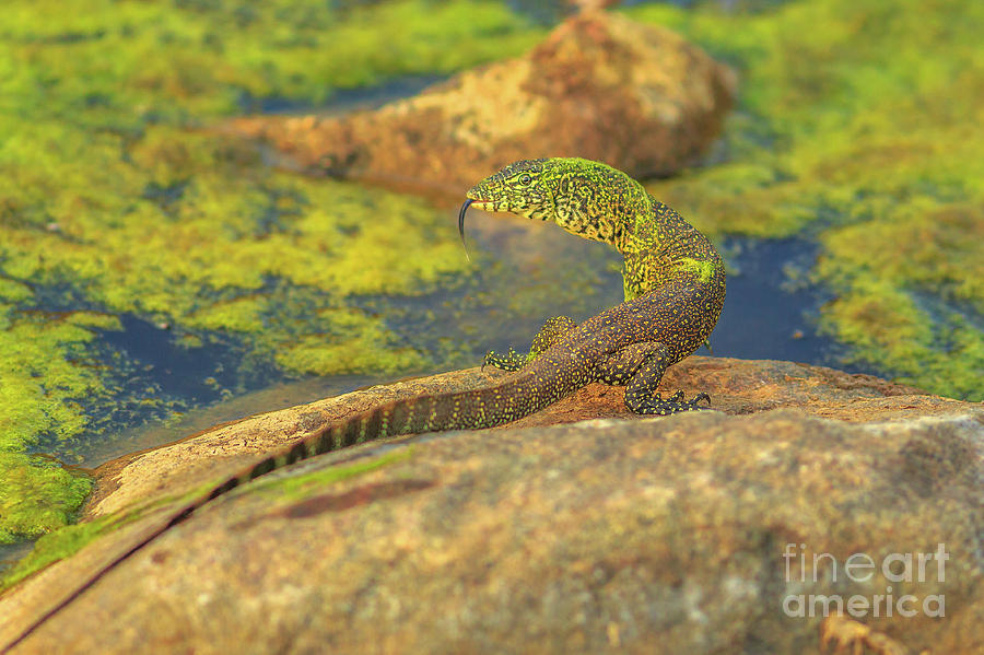 Water monitor lizard Photograph by Benny Marty