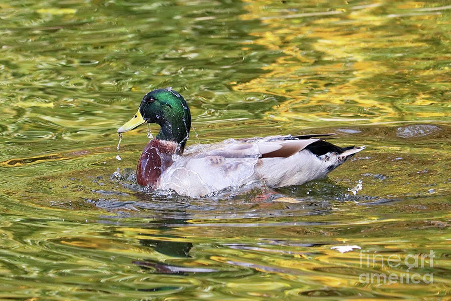 Water Off a Ducks Back Photograph by Carol Groenen