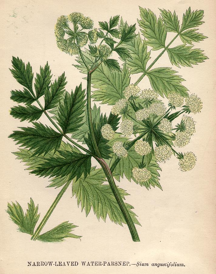 Water Parsnip Photograph by Hulton Archive