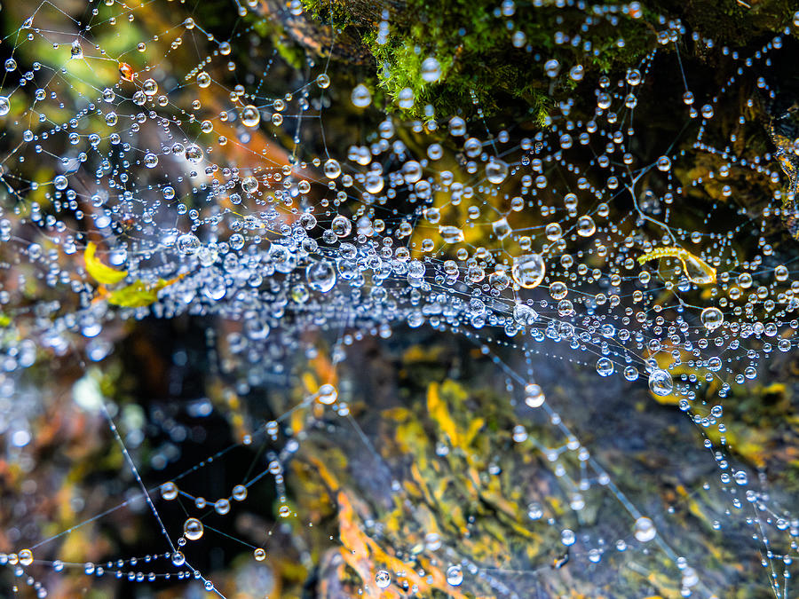 Nature Photograph - Water Pearls by Yannik Steiger