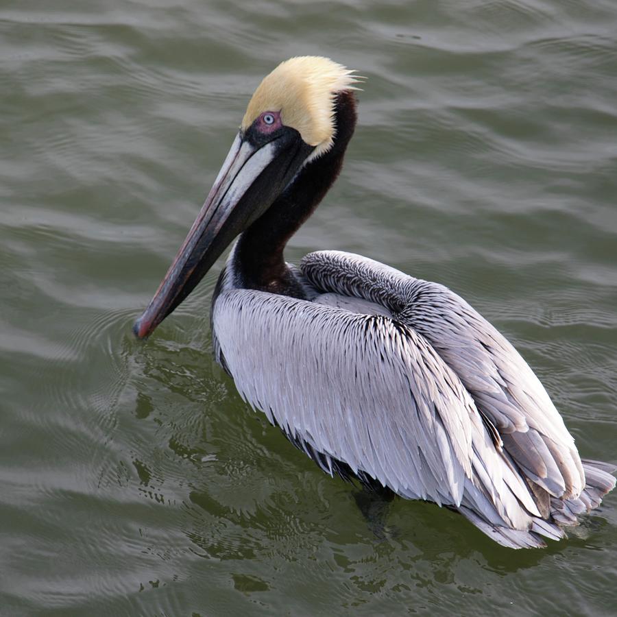 Water Pelly Photograph by Aaron Sanderson - Fine Art America