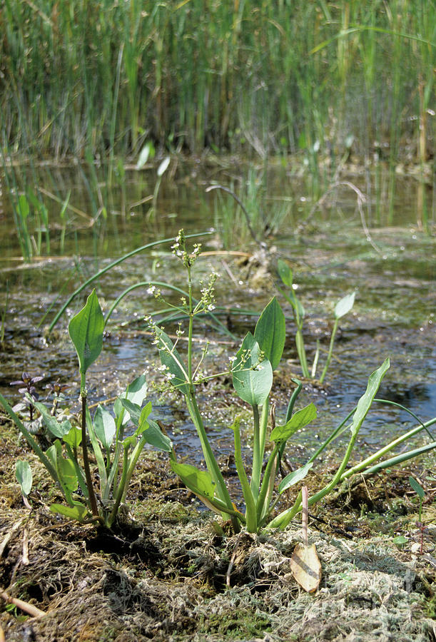 Water Plantain Photograph by Annie Haycock/science Photo Library