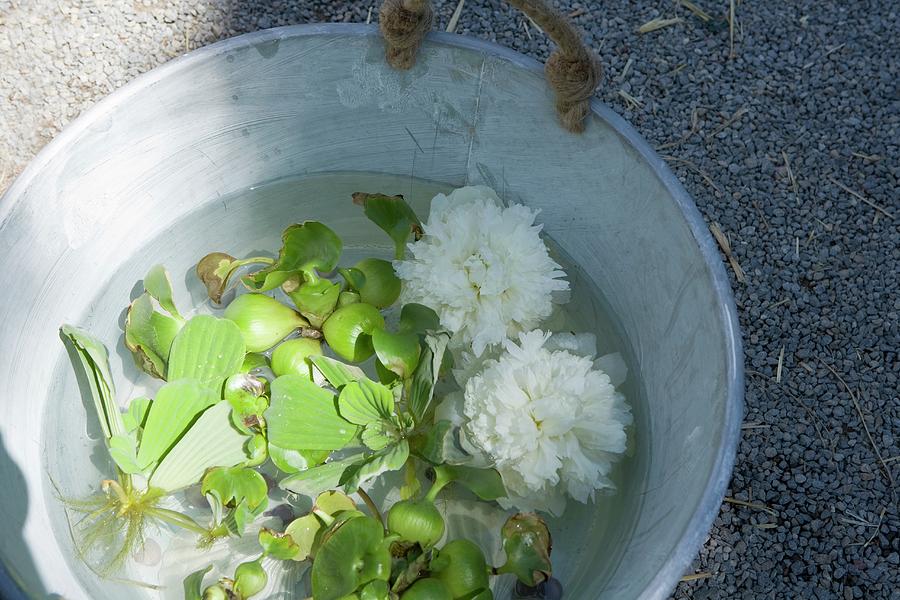 Water Plants And Peony Flowers In A Zinc Tub Photograph by Bine Bellmann