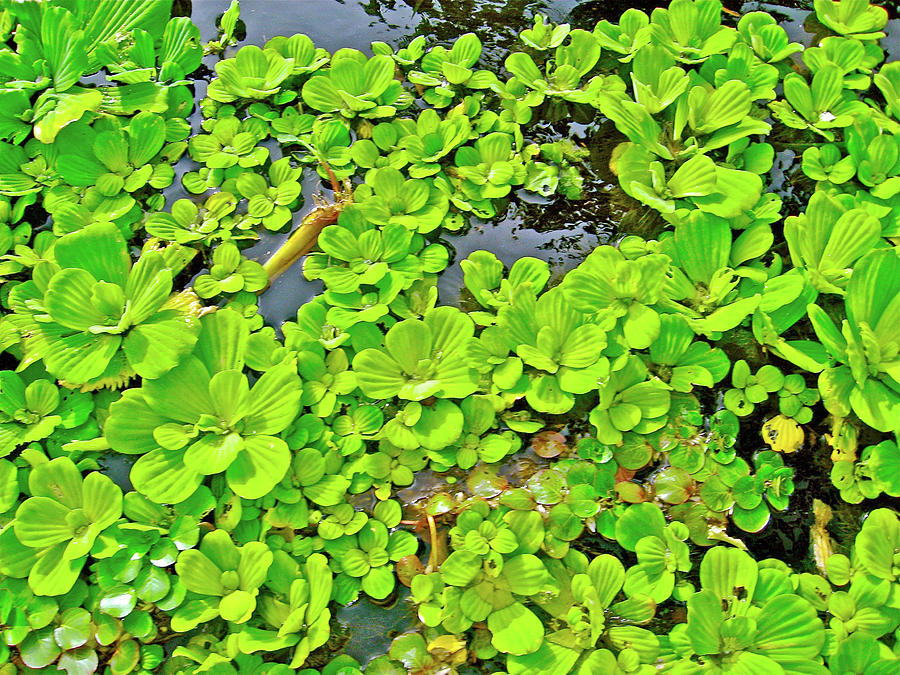 amazon river underwater plants