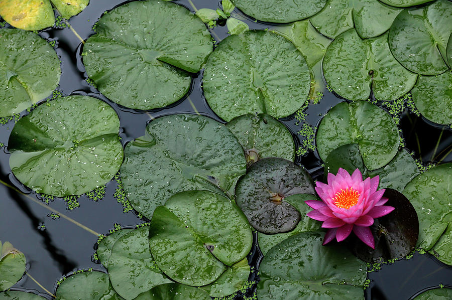 Water Plants, The Princess Of Wales Photograph by Lonely Planet