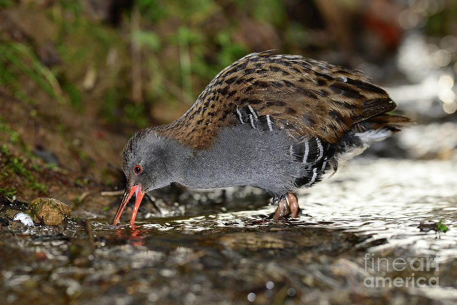 Water Rail Foraging In A Stream Photograph by Colin Varndell/science Photo Library