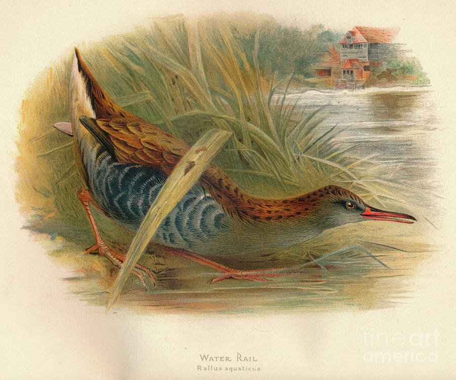 Water Rail Rallus Aquaticus, 1900, 1900 Drawing by Print Collector
