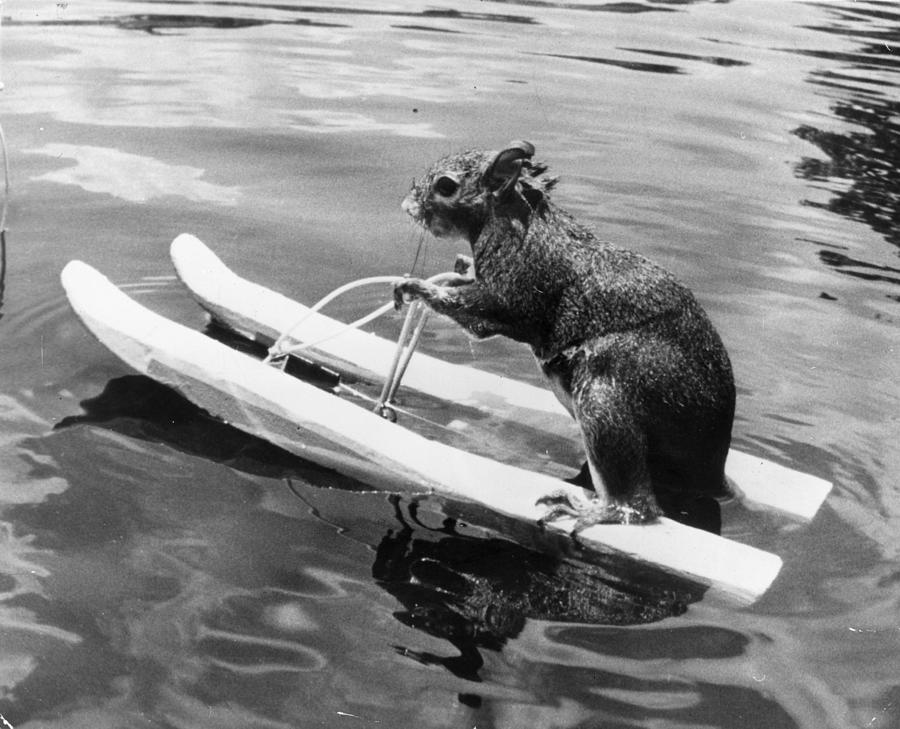 Water Skiing Squirrel Keystone 