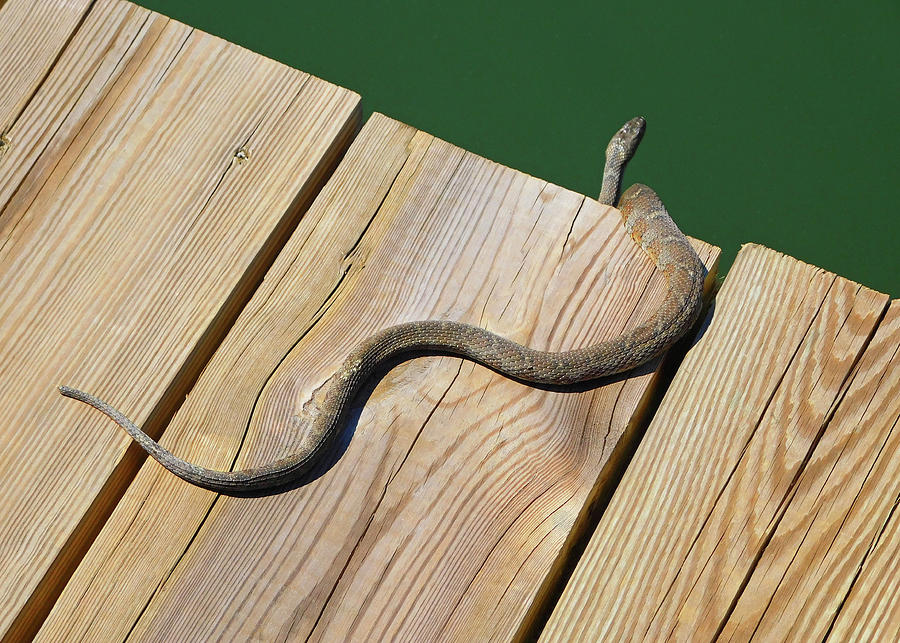 Water Snake Photograph by Emmy Marie Vickers