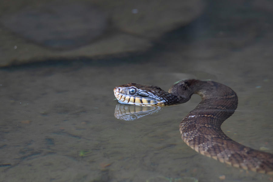 Water Snake Reflection Photograph by Patrick Nowotny