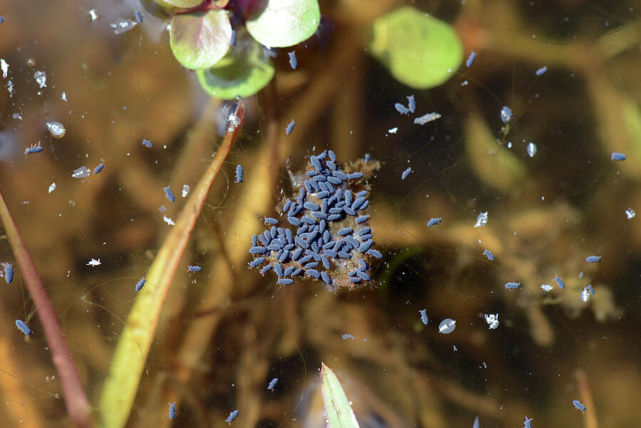 Water Springtails Floating On Surface Of A Pond, Brecon Photograph by Will Watson / Naturepl.com Water Springtails Floating On Surface Of A Pond, Brecon Photograph by Will Watson / Naturepl.com