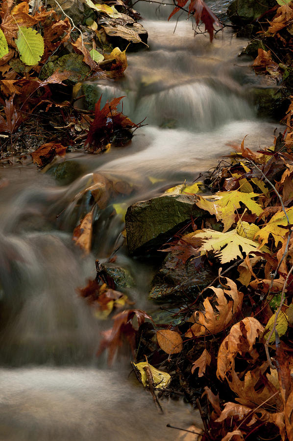 Water Stream In The Forest During Autumn Photograph