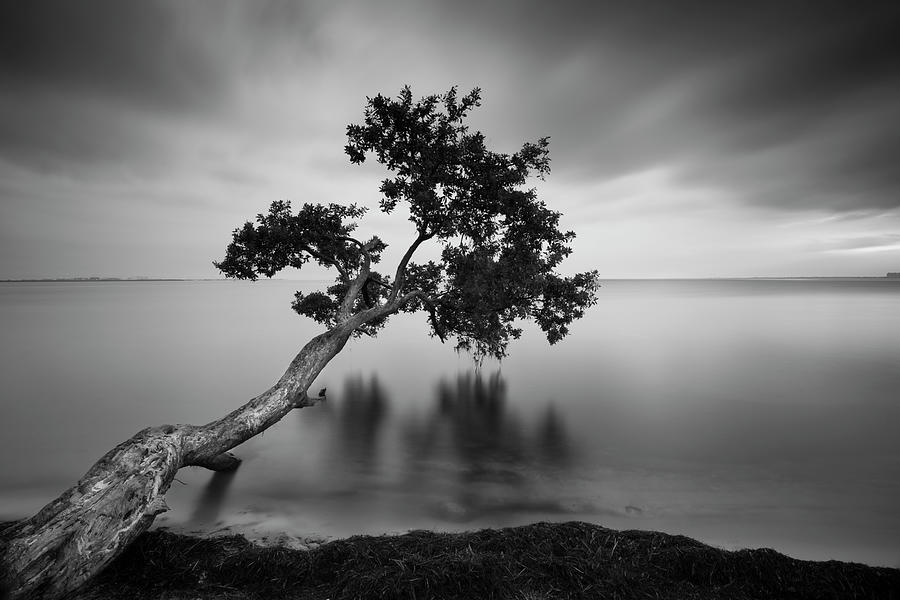 Miami Photograph - Water Tree 11 Bw by Moises Levy