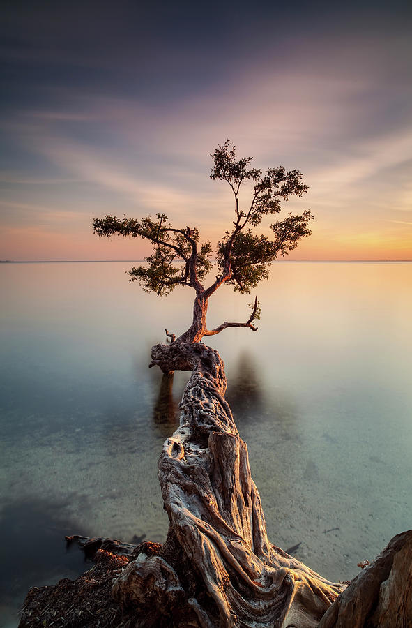 Miami Photograph - Water Tree IIi by Moises Levy