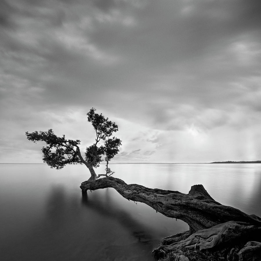 Black And White Photograph - Water Tree by Moises Levy
