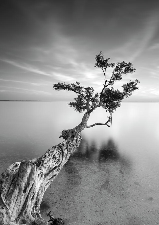 Black And White Photograph - Water Tree V by Moises Levy