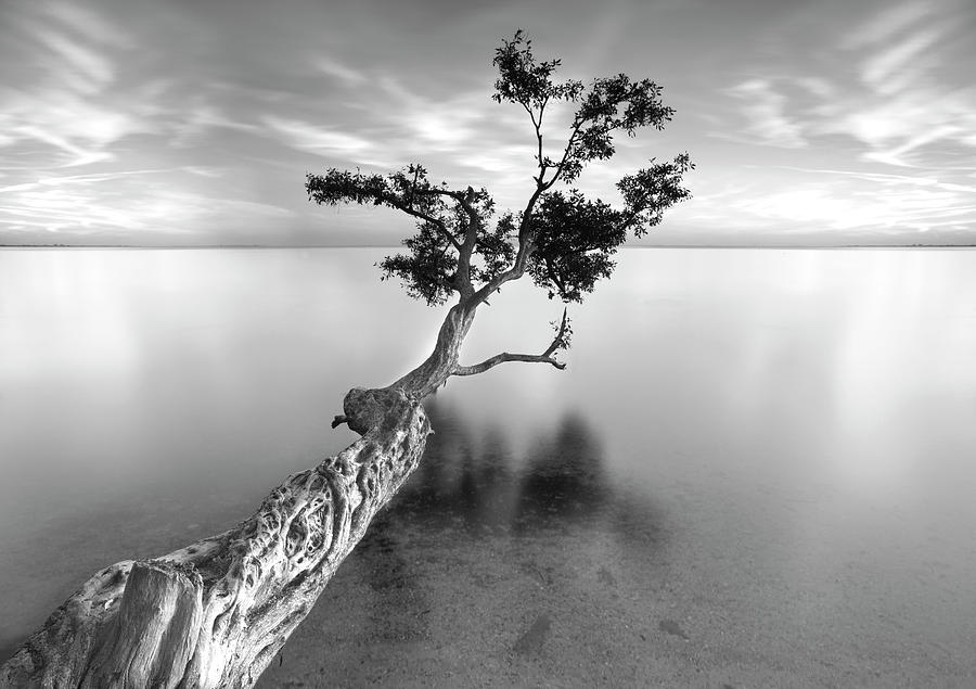 Black And White Photograph - Water Tree Xiii by Moises Levy