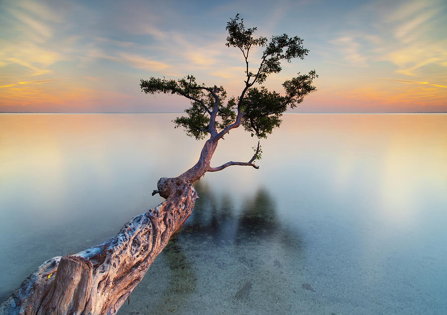 Water Tree Xiv Photograph by Moises Levy Fine Art America