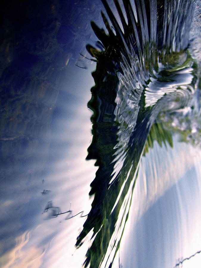 Water Wings Photograph by Jodie Griggs Water Wings Photograph by Jodie Griggs