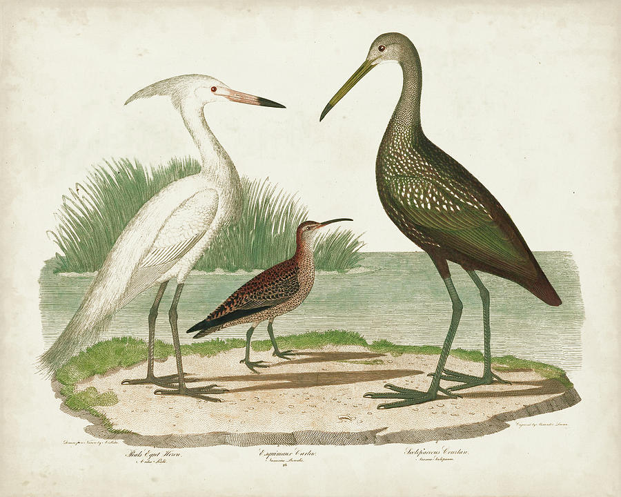 Waterbird Trio I Painting by Alexander Wilson - Fine Art America