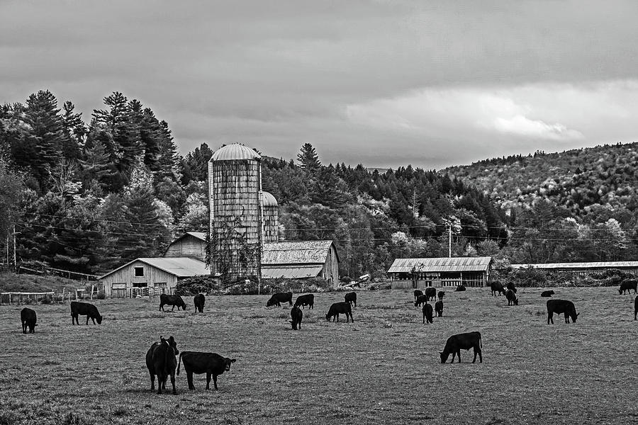 Waterbury VT Cattle Farm Silo Fall Foliage New England Field Black and White Photograph by Toby McGuire