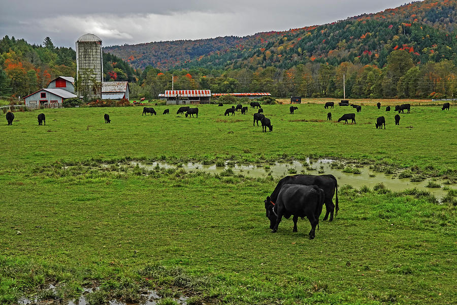 Waterbury VT Cattle Farm Silo Fall Foliage New England Grazing Photograph by Toby McGuire