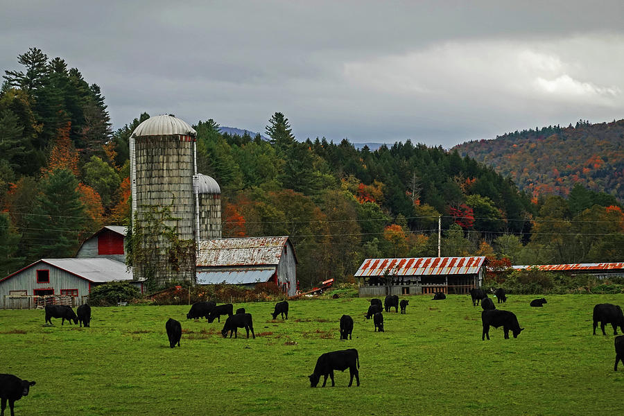 Waterbury VT Cattle Farm Silo Fall Foliage New England Photograph by Toby McGuire