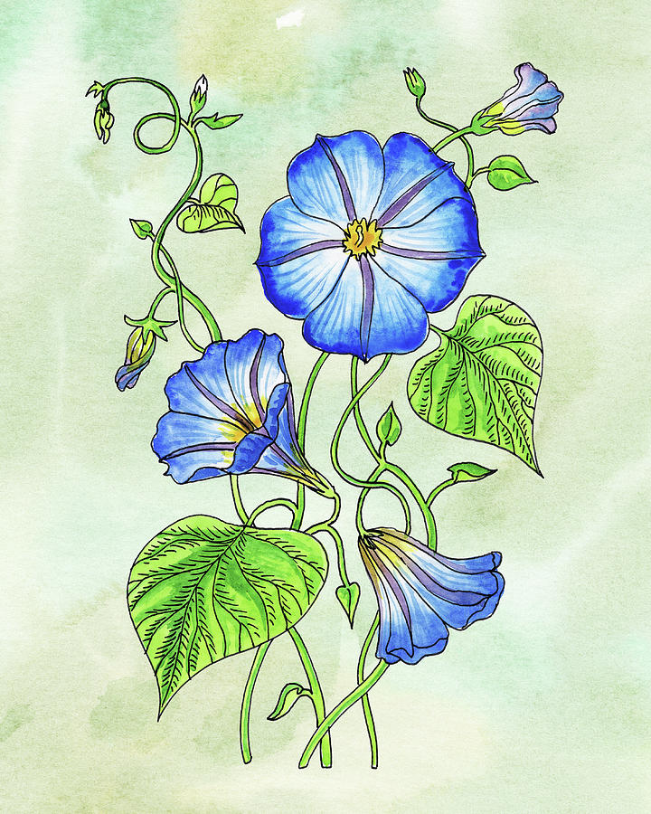 Watercolor Blue Morning Glory Flower Botanical Painting by Irina