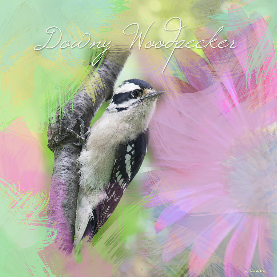 Watercolor Downy Woodpecker with Painted Daisy Photograph by Hermes Fine Art