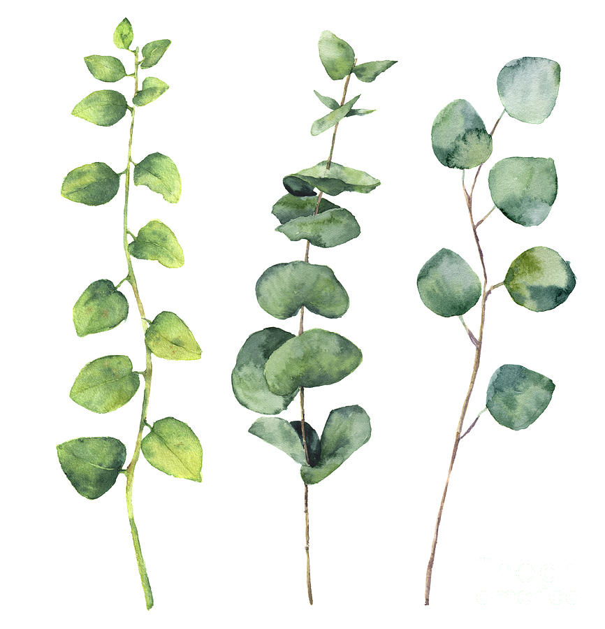Watercolor Eucalyptus Round Leaves by Yuliya Derbisheva