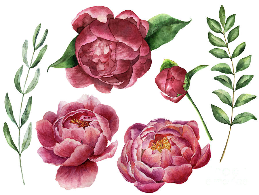 Watercolor Floral Set With Peony Digital Art by Yuliya Derbisheva
