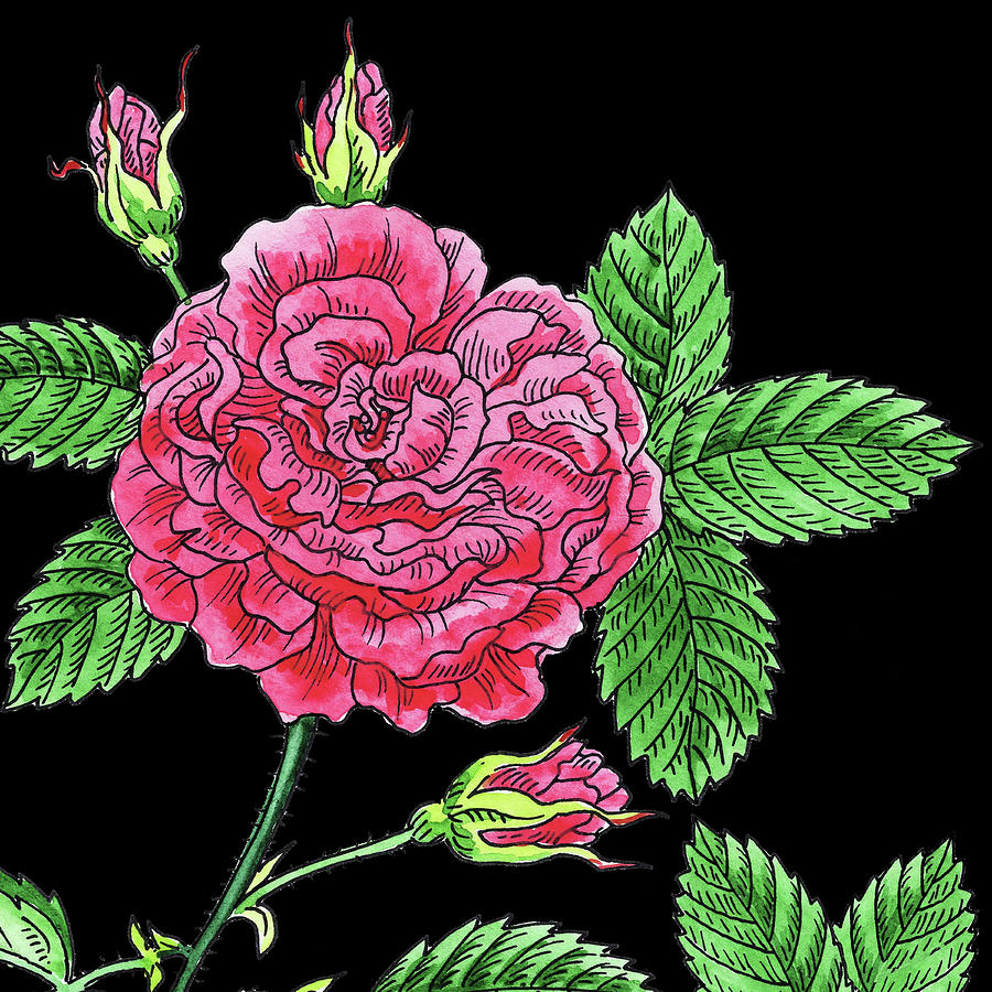 Watercolor Flower Pink French Rose Painting by Irina Sztukowski