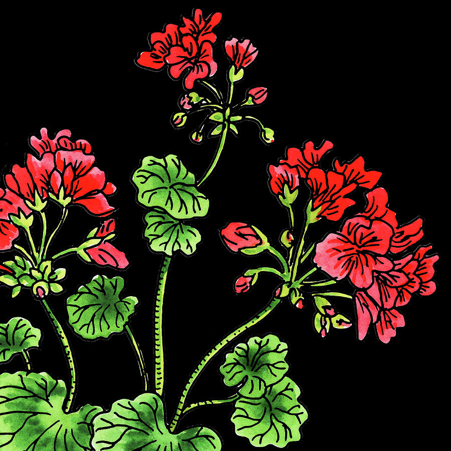 Watercolor Flower Red Geranium Painting