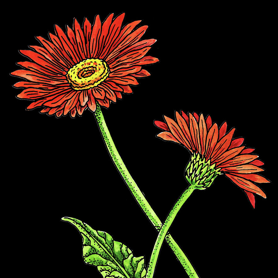 Watercolor Flower Red Gerbera Painting