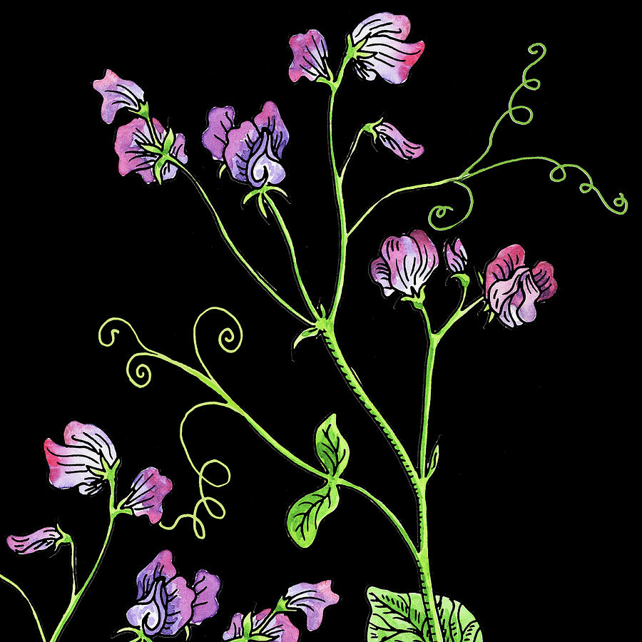 Watercolor Flower Sweet Pea Painting by Irina Sztukowski