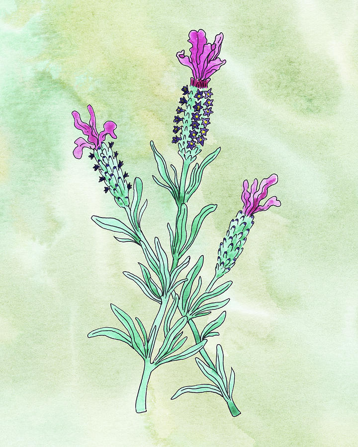 Watercolor French Lavender Botanical Painting